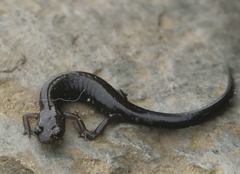 Plethodon shenandoah