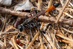 Ammophila cleopatra