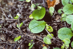 Myosotis chaffeyorum