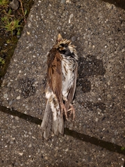 Turdus iliacus coburni