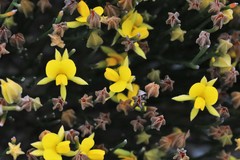 Jacksonia stackhousei