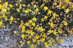 Jacksonia stackhousei