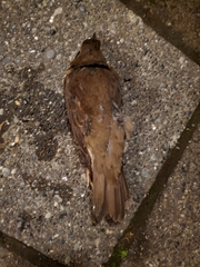 Turdus iliacus coburni