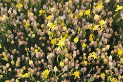 Jacksonia stackhousei