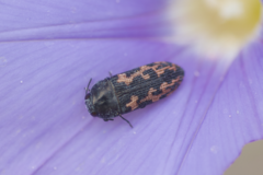 Acmaeodera parkeri
