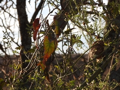 Rubus schmidelioides