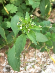 Pombalia parviflora