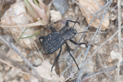 Philolithus morbillosus