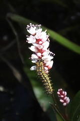 Persicaria madagascariensis