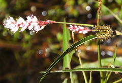 Persicaria madagascariensis