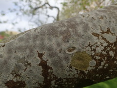 Lecanora argentata