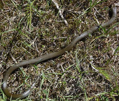 Lycodonomorphus inornatus