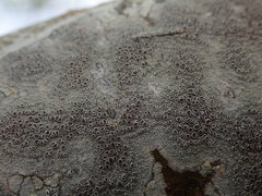 Lecanora argentata