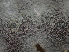 Lecanora argentata