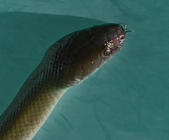 Lycodonomorphus inornatus