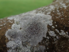Lecanora argentata