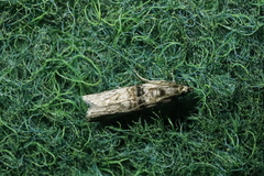 Nephopterix angustella