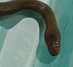 Lycodonomorphus inornatus