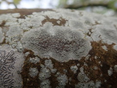 Lecanora argentata