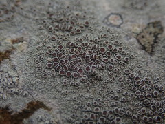 Lecanora argentata