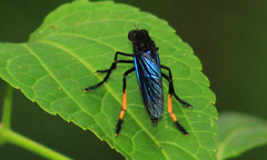 Archilestris wenzeli