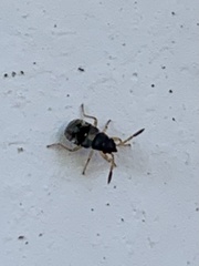 Pseudopachybrachius vinctus