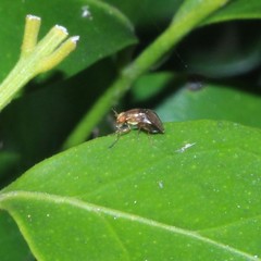 Steganopsis melanogaster