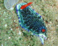 Hypselodoris