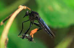 Archilestris wenzeli