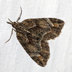 Microdes diplodonta