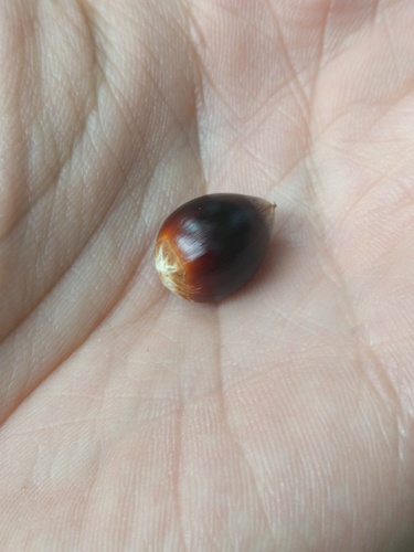 Allegheny Chinquapin