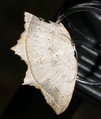 Oxymacaria temeraria