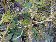 Pedicularis contorta
