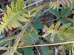Pedicularis contorta