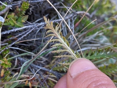 Pedicularis contorta