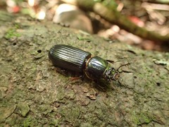 Odontotaenius