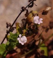Nemesia macrocarpa
