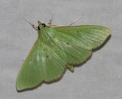Parotis punctiferalis