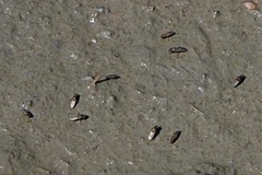 Sciomyzoidea