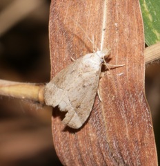 Luceria striata