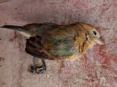 Passerina versicolor