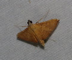 Mabra nigriscripta