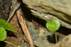 Epipedobates anthonyi