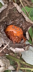 Araneus iviei
