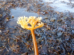 Laminaria digitata