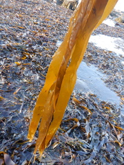 Laminaria digitata