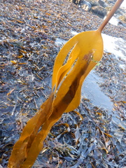 Laminaria digitata