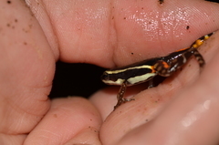 Epipedobates anthonyi