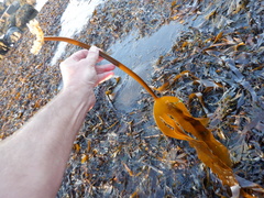 Laminaria digitata