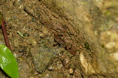 Epipedobates anthonyi